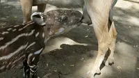 Sepasang Bayi Pemakan Serangga Langka Lahir di Taman Rimba Jambi