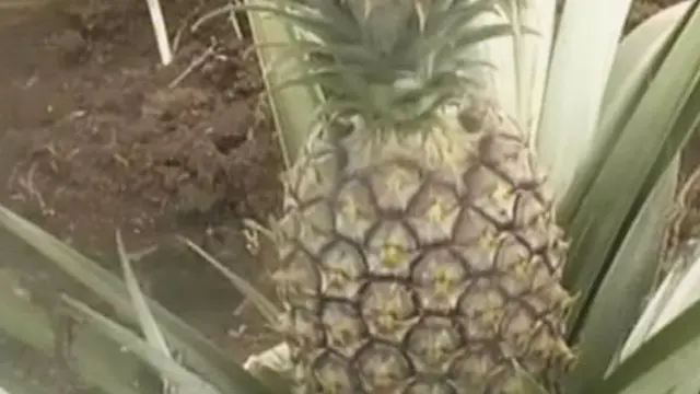 Dampak Impor, Permintaan Nanas di Simalungun Meningkat