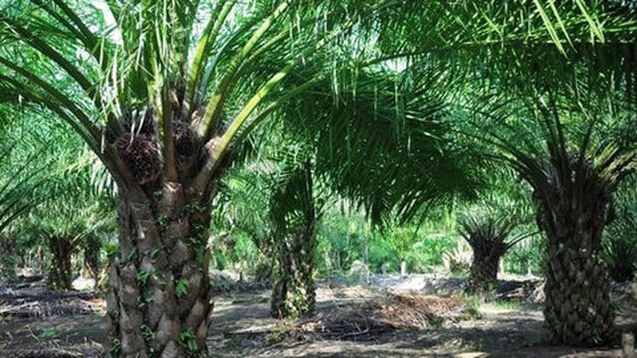 Kementan Bongkar Modus Mafia Pangan di Tata Niaga Sawit