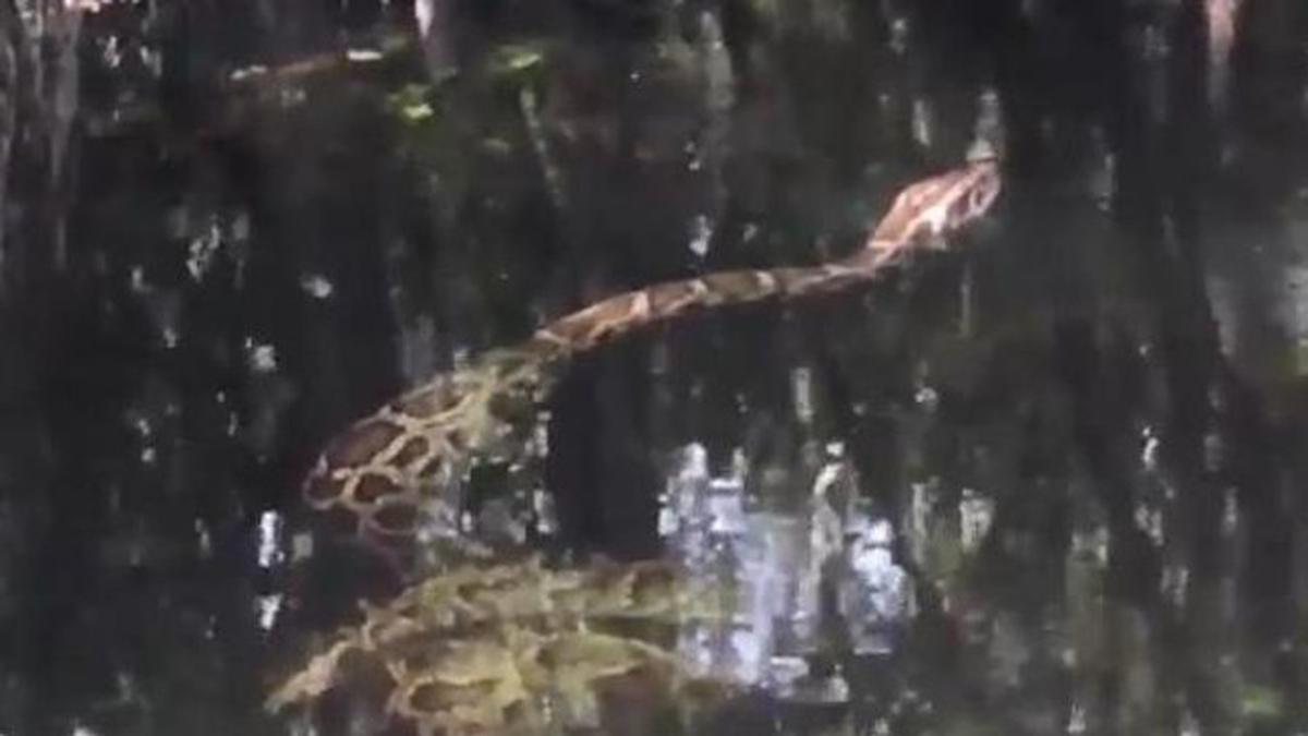 Pertarungan Sengit Ular Piton VS Buaya, Siapa Juara? Citizen6