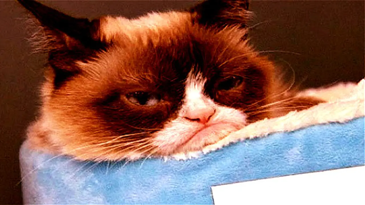 Grumpy Cat