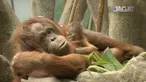 Terdapat 94 orangutan Borneo dan 87 orangutan Sumatera hidup di Kebun binatang Amerika Utara