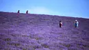 Seorang pria mengambil gambar di ladang lavender di Sale San Giovanni, Cuneo, Italia, 29 Juni 2021. Bunga lavender bermekaran menyajikan pemandangan yang indah. (MARCO BERTORELLO/AFP)