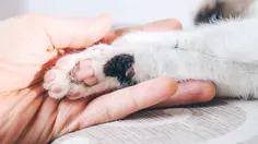 Pertolongan Pertama Bila Dicakar Kucing