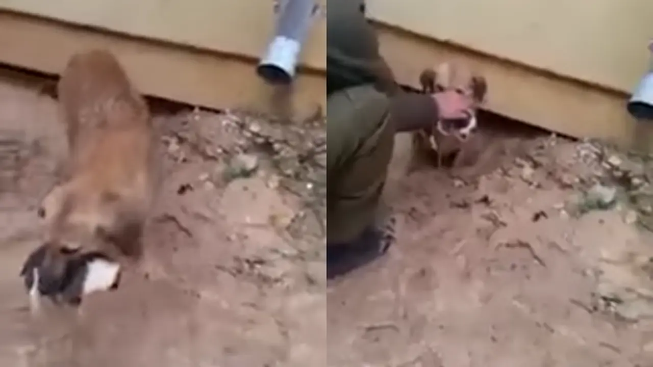 Pertaruhan Nyawa Induk Anjing Selamatkan Anak-anaknya