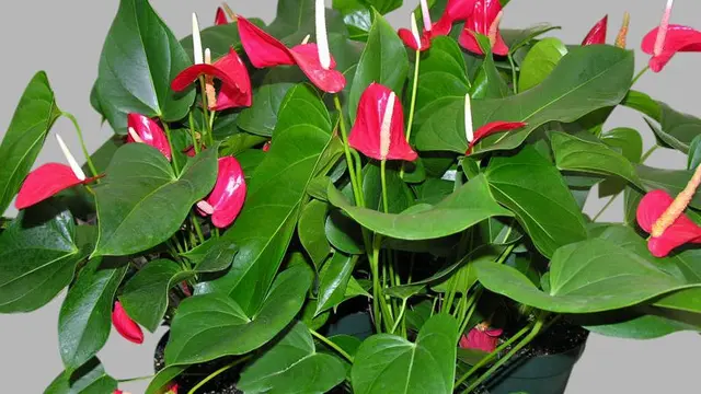 Ilustrasi tanaman Anthurium bunga | jenis.net