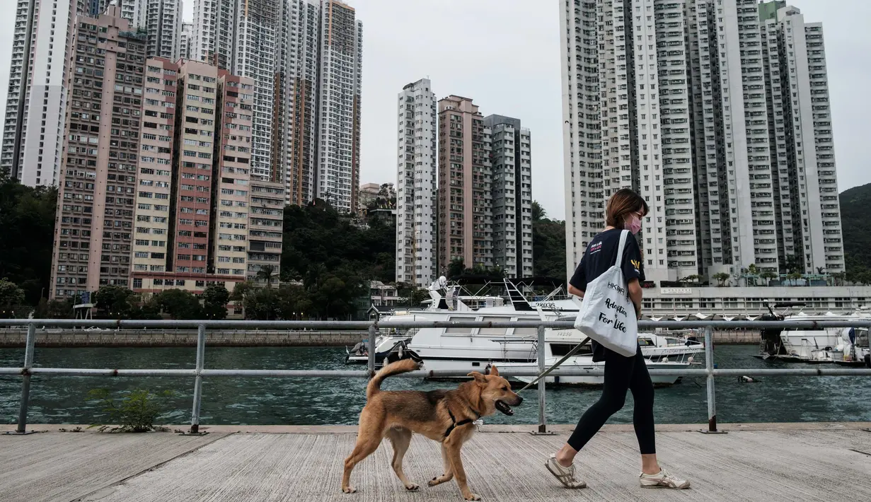 Asisten manajer Tai Po Homing Center Eva Sit berjalan dengan "Sidney" di dekat Hong Kong Dog Rescue (HKDR) di Hong Kong, 14 April 2020. Sejak pandemi corona Covid-19, kelompok kesejahteraan hewan HKDR berusaha berjuang lantaran semua acara penggalangan dana dibatalkan. (Anthony WALLACE/AFP)
