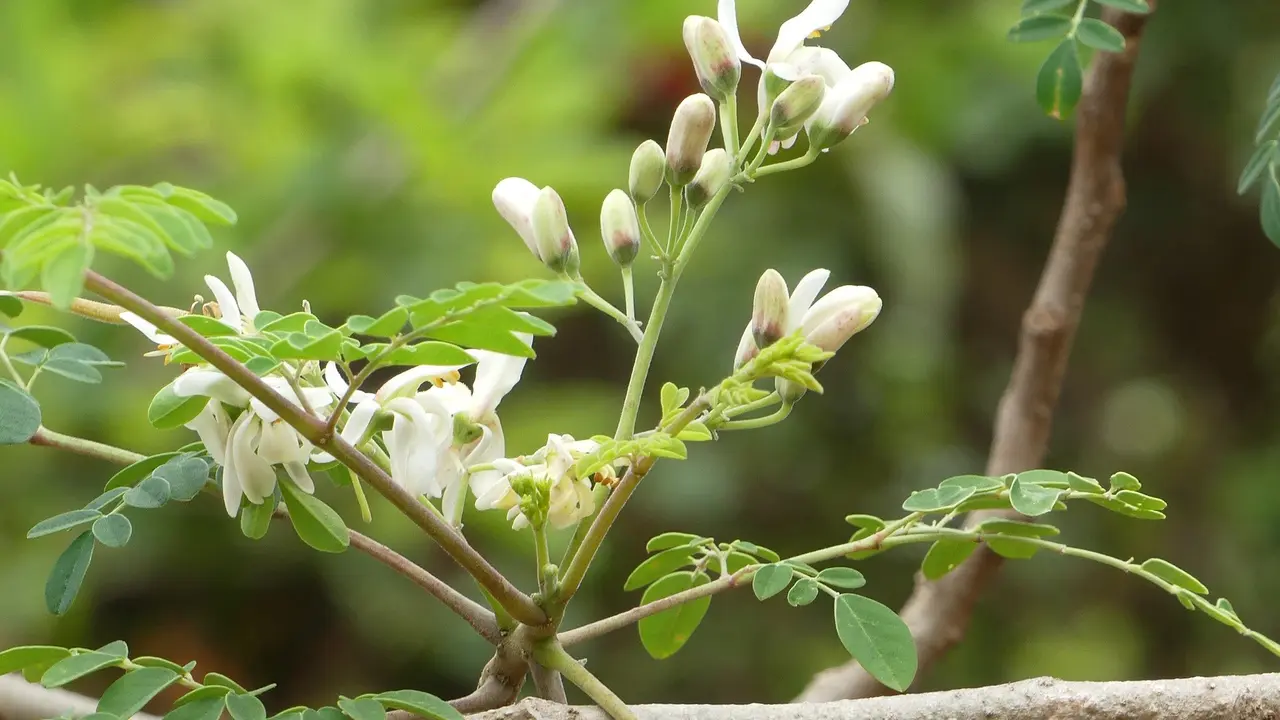 Pohon Kelor