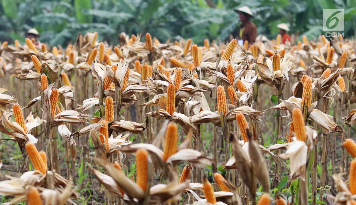 Hamparan ladang jagung saat panen raya di Tuban, Jawa Timur, Jumat (9/3). Panen raya tersebut menghasilkan 33,7 ton jagung. (Liputan6.com/Angga Yuniar)