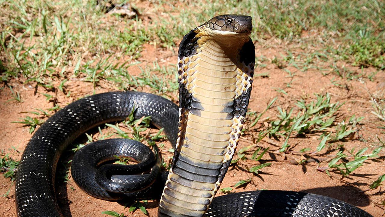 Tak Hanya King Cobra, Ini 7 Jenis Ular Paling Berbahaya yang Harus Dihindari