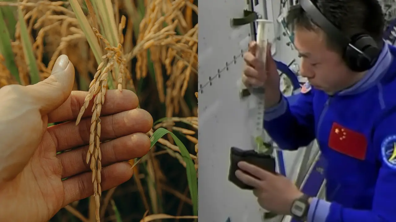 Astronot China Tanam Padi di Luar Angkasa