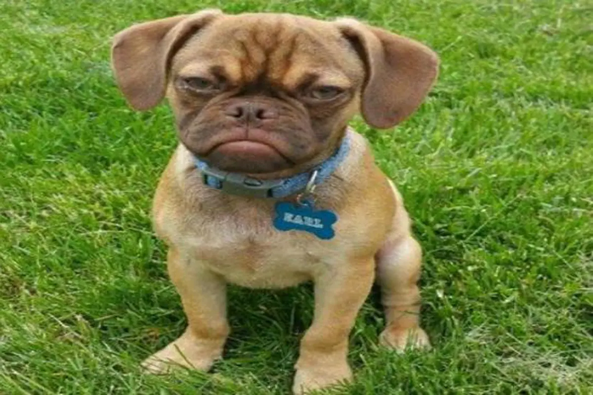 dog3