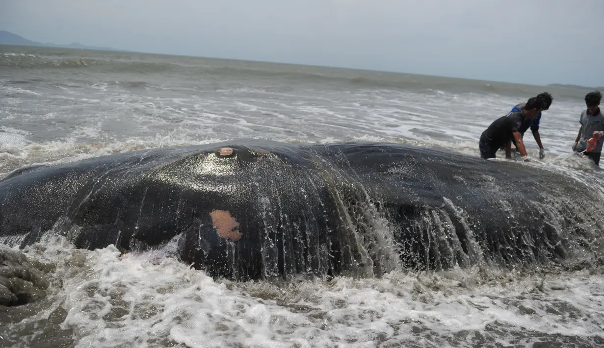 Aktivis lingkungan mengukur panjang paus yang mati terdampar di Pantai Alue Naga, Banda Aceh, Kamis (4/8). Paus tersebut memiliki panjang 10 meter dan berat sekitar 2 ton. (AFP PHOTO/ Chaideer Mahyuddin)