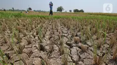 Harus Bersiap, Sederet Ancaman Serius El Nino