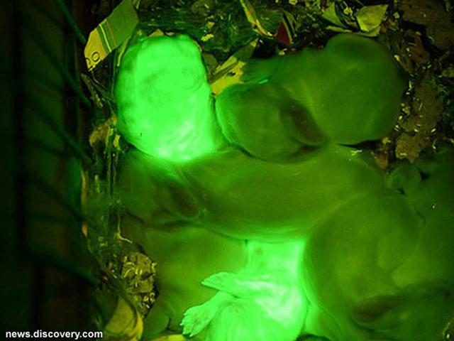 Lihat Kelinci Glow In The Dark Rekayasa Ilmuwan Turki Global Liputan6 Com