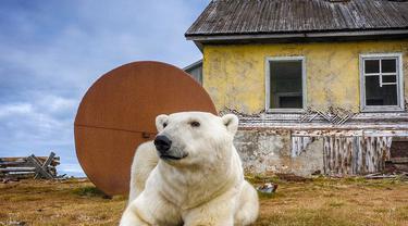 Beruang Kutub Tinggal di Rumah