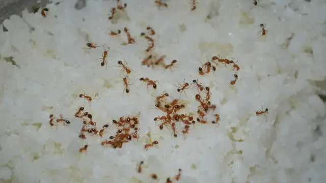 Ants