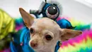 Seekor anjing mengenakan kostum alien saat ikut ambil bagian dalam parade Halloween Dog di Tompkins Square Park Manhattan, New York, Sabtu (22/10). Parade Anjing Halloween merupakan salah satu dalam acara tahunan Tompkins Square. (REUTERS/Eduardo Munoz)