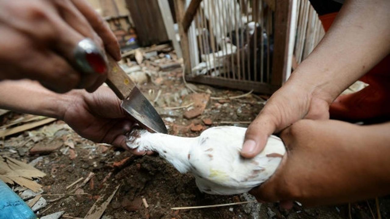 Antisipasi flu burung, kandang unggas di bantaran Ciliwung dibongkar