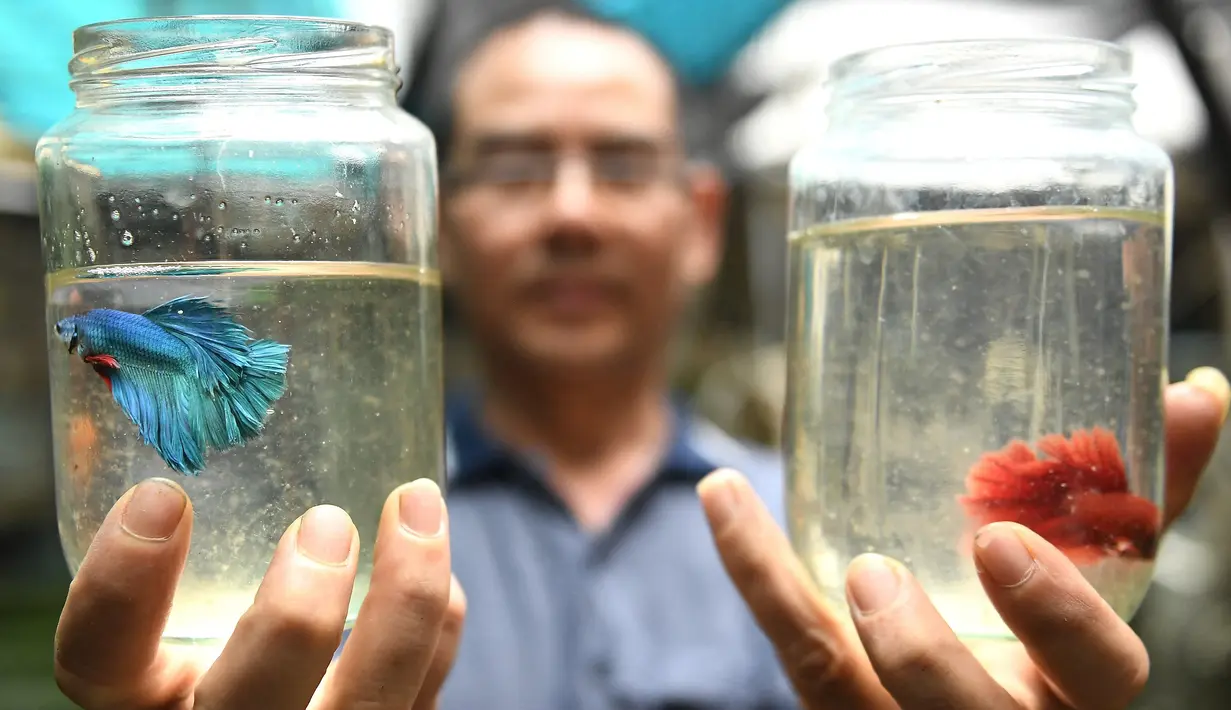 Tran Ngoc Thang berpose dengan ikan cupang atau Siamese Fighting Fish yang dibesarkan di dalam toples kaca di peternakan ikan hiasnya di Hanoi, Vietnam, Selasa (13/4/2021). Usaha pria 53 tahun tersebut menghasilkan 100 juta Vietnam Dong atau sekitar Rp 63,7 juta per tahun. (Nhac NGUYEN/AFP)