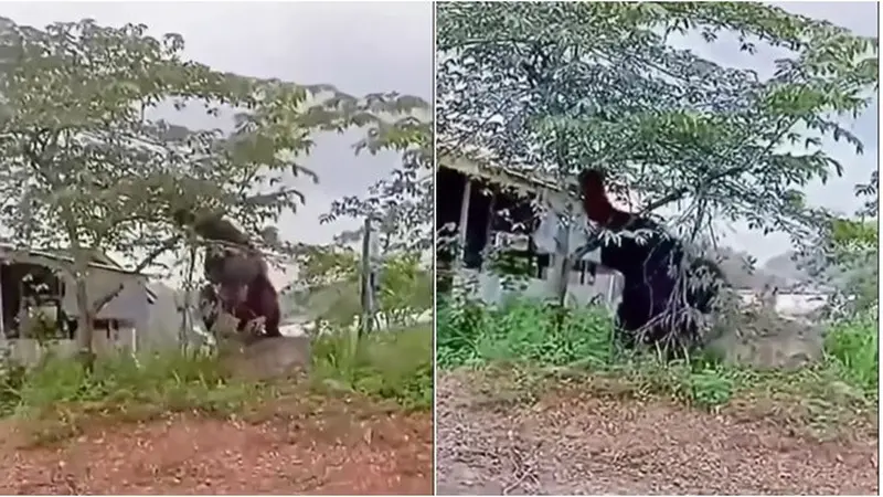 Penampakan Orangutan 'Raksasa' Setinggi Rumah Ini Viral, Terlihat Masuk Permukiman