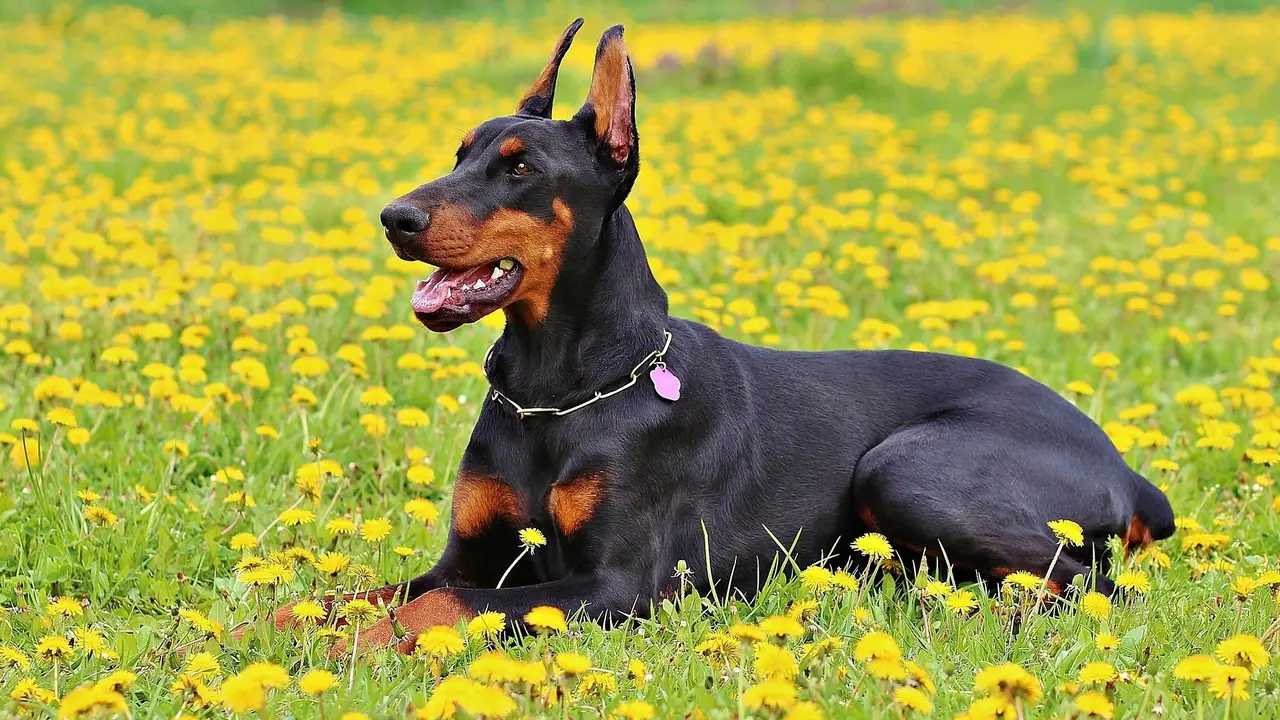 Doberman Pinschers