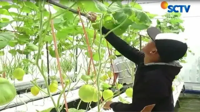 Berbagai keunggulan mulai dari rasa yang lebih manis dan segar serta harga jual yang tinggi membuat Melon Jepang menjadi pilihan petani.