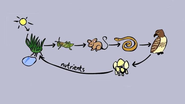 Ilustrasi Rantai Makanan