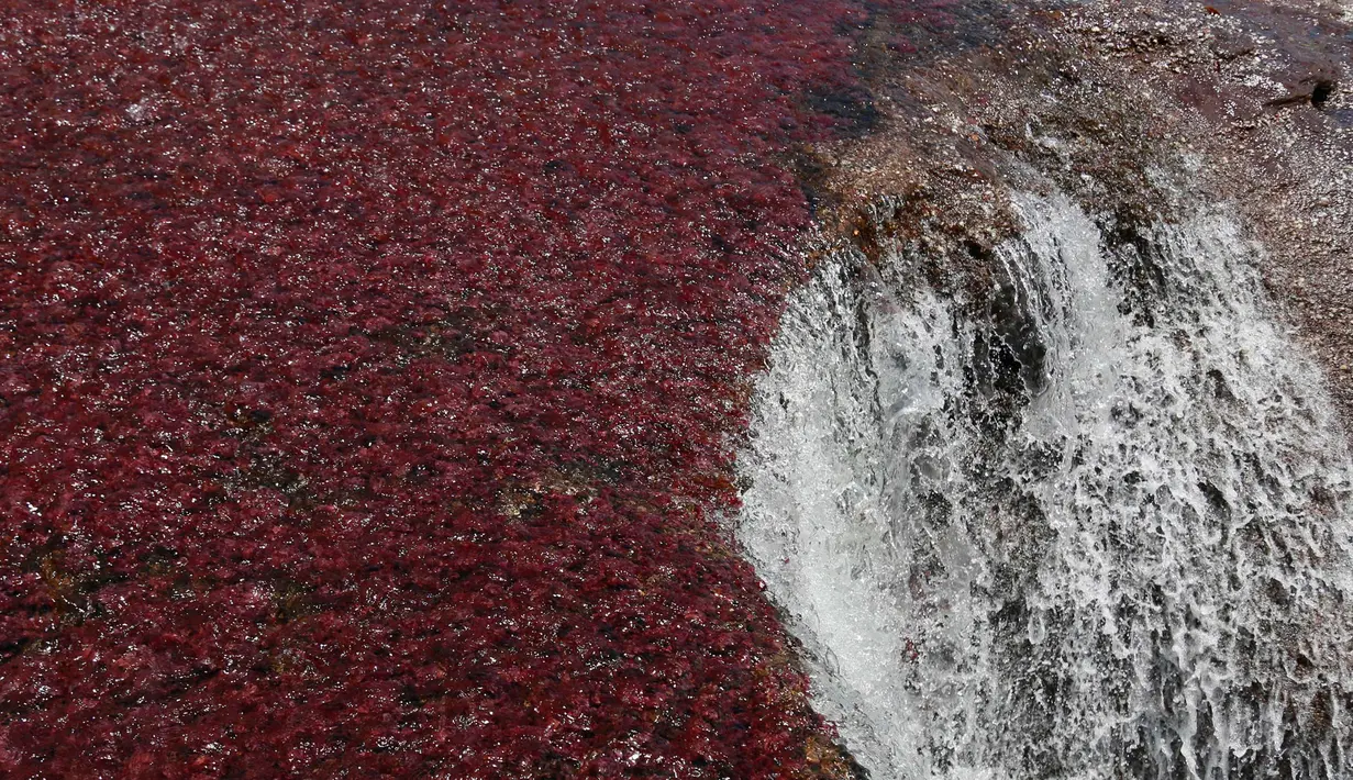 Pemandangan Sungai Cano Cristales atau disebut "sungai lima warna" terlihat di Taman Nasional Sierra de La Macarena, provinsi Meta, Kolombia (27/9). (AFP PHOTO/John Vizcaino)