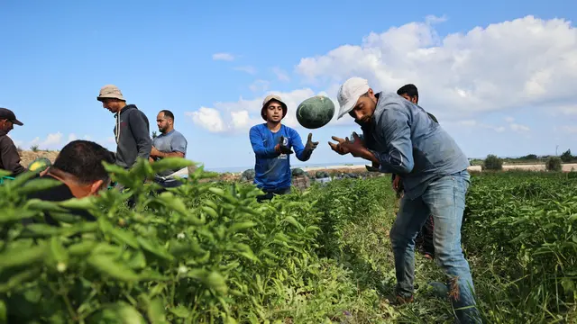 Melihat Petani Palestina Panen Semangka di Tengah Pandemi
