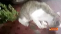 [VIDEO] Unik! Kucing Makan Tanaman Obat