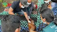 Jani Hidup Sendirian di Kebun Sawit Kalimantan
