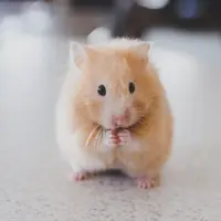 Ilustrasi Hamster Credit: unsplash.com/Ricky