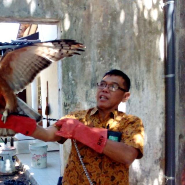 Menjaga Denyut Elang Jawa Dari Kepunahan News Liputan6 Com