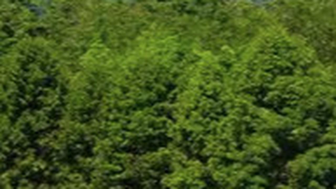 6. Bukit Jempol<br>