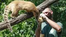 Seekor coati merah terlihat ketika seorang petugas menggantung es buah beku pada hari yang panas di kebun binatang Roma, Italia, Selasa (25/6/2019). Suhu tertinggi yang berkisar 37 sampai 40 derajat Celsius diperkirakan terjadi di wilayah Italia utara dan tengah. (AP Photo/Andrew Medichini)