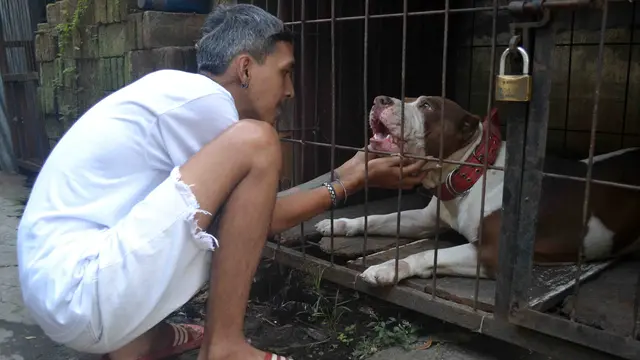 Permintaan Adopsi untuk Pitbull Penggigit Bocah Sasa