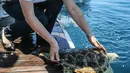 Para sukarelawan melepaskan penyu ke laut di Wilayah Lingshui, Provinsi Hainan, China selatan, pada 9 Agustus 2020. Para peneliti memasang alat pelacak pada 10 ekor penyu untuk mempelajari kebiasaan dan habitat mereka. (Xinhua/Zhang Liyun)