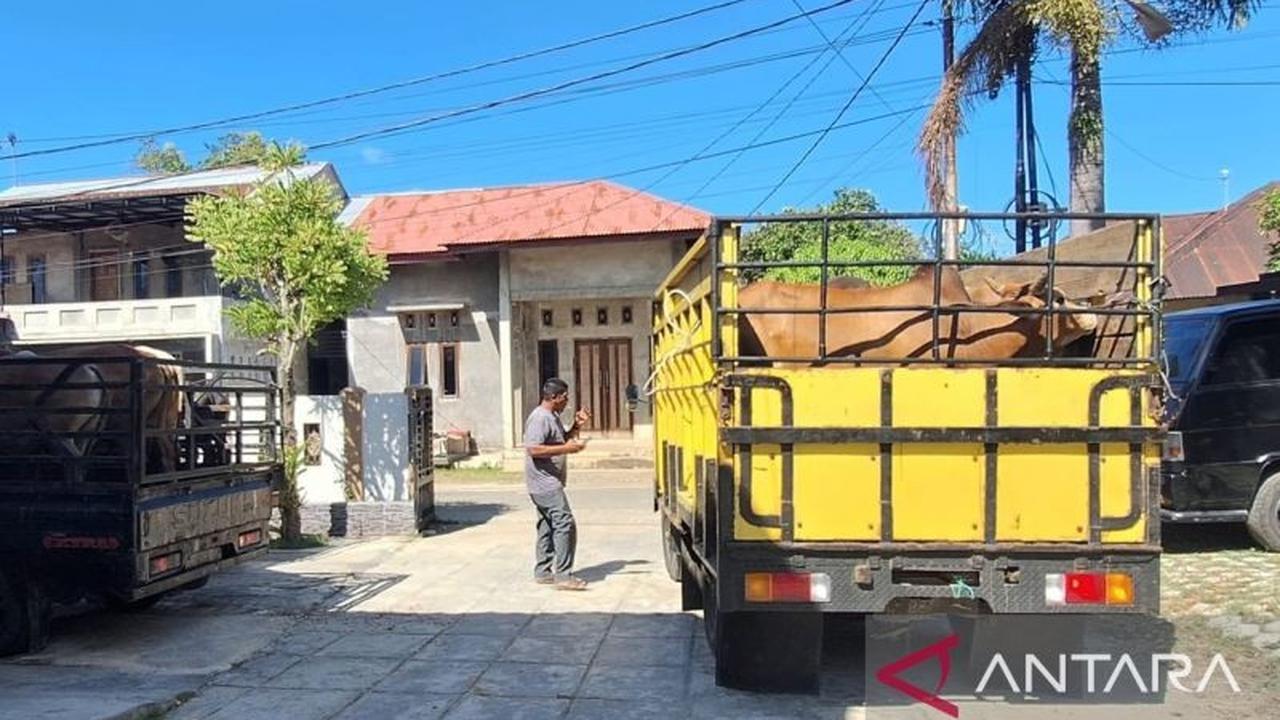 Persediaan Hewan Kurban Aceh Besar Dipastikan Cukupi Kebutuhan Meugang dan Idul Adha