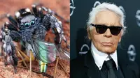 Punya Warna Unik, Laba-Laba Temuan Baru Ini Diberi Nama Karl Lagerfeld