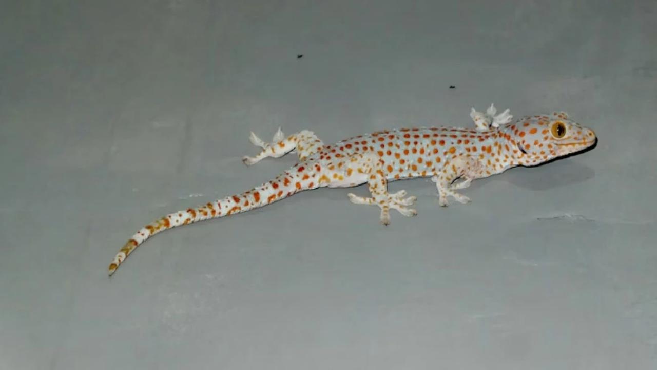 Ilustrasi Cicak