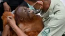 Tingkah bayi orangutan Bon Bon saat digendong petugas di Bandara Internasional I Gusti Ngurah Rai, Denpasar, Bali, Senin (16/12/2019). Sebelum direlokasi, pihak Taman Safari Bali menggelar acara perpisahan dengan Bon Bon pada pagi tadi. (SONNY TUMBELAKA/AFP)