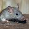 What is hantavirus? (Photo: Joshua J. Cotten/Unsplash)
