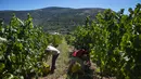 Pemetik anggur bekerja selama panen tahun 2020 di kebun anggur kilang anggur Godeval di O Barco de Valdeorras, Spanyol (26/8/2020). (AFP Photo/Miguel Riopa)