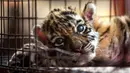 Seekor anak harimau bengal yang baru lahir bernama "Covid" terlihat di Pusat Penyelamatan dan Rehabilitasi Satwa Liar "BioZoo" di negara bagian Veracruz, Meksiko, 5 April 2020. Pemberian nama itu terinspirasi dari pandemi yang saat ini tengah melanda dunia yaitu Corona COVID-19. (VICTORIA RAZO/AFP)