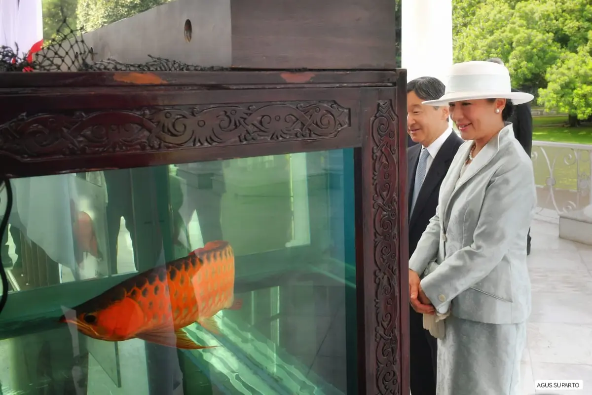 Presiden Jokowi tampak memperlihatkan ikan arwana yang nantinya akan diserahkan kepada Kaisar Jepang Naruhito