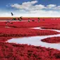 The Red Beach menghadirkan pemandangan yang menakjubkan lewat pasirnya yang berwarna merah.