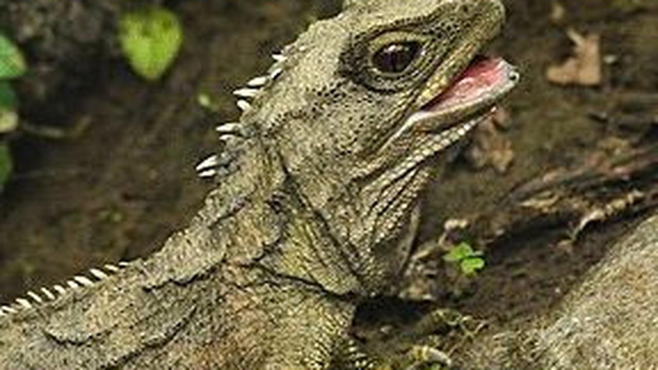 3. Tuatara<br>
