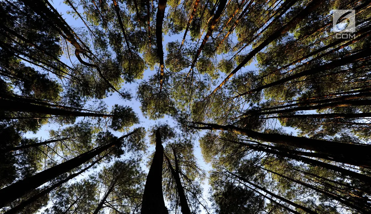 Suasana hutan pinus di Desa Wisata Kaki Langit Mangunan, Bantul, Yogyakarta (4/5). Desa Wisata Kaki Langit Mangunan yang baru berjalan hampir setahun ini dikelola warga setempat. (Merdeka.com/Arie Basuki)
