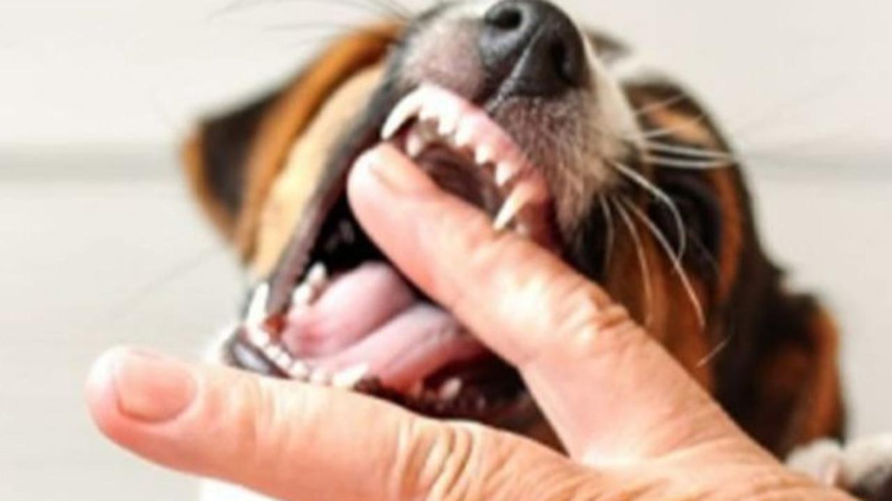 Ketahui Cara 15 Menit Pertolongan Pertama Akibat Digigit Hewan Rabies